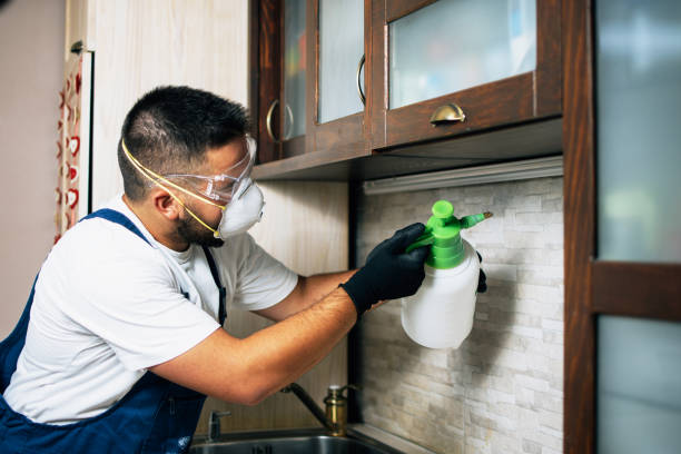 Best Wasp Removal Services  in Kitty Hawk, NC