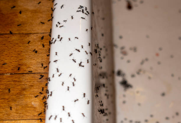 Spider Control Near Me in Kitty Hawk, NC